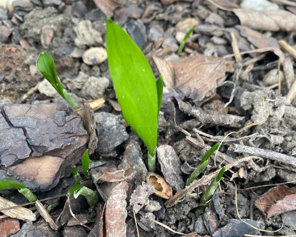 Bärlauch – eine heilende Pflanze für Körper und&nbsp;Geist